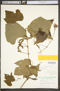 Vitis vulpina image