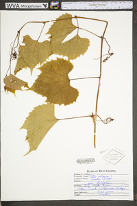 Vitis vulpina image