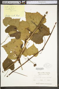 Vitis vulpina image