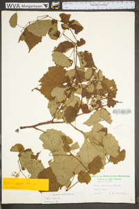 Vitis vulpina image