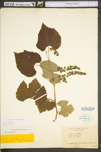 Vitis vulpina image