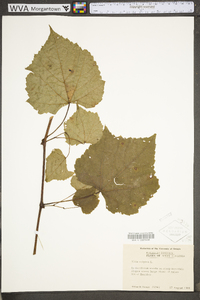 Vitis vulpina image