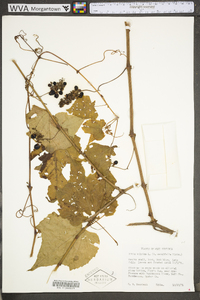 Vitis vulpina image