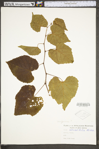 Vitis vulpina image