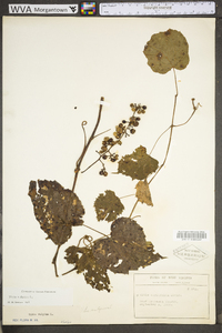 Vitis vulpina image