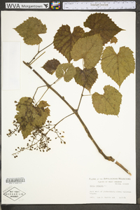 Vitis vulpina image