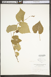 Vitis vulpina image