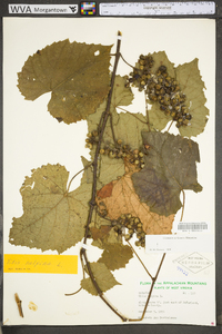 Vitis vulpina image