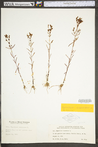 Hypericum canadense image