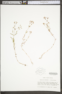 Hypericum canadense image