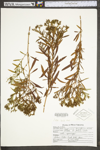 Hypericum densiflorum image