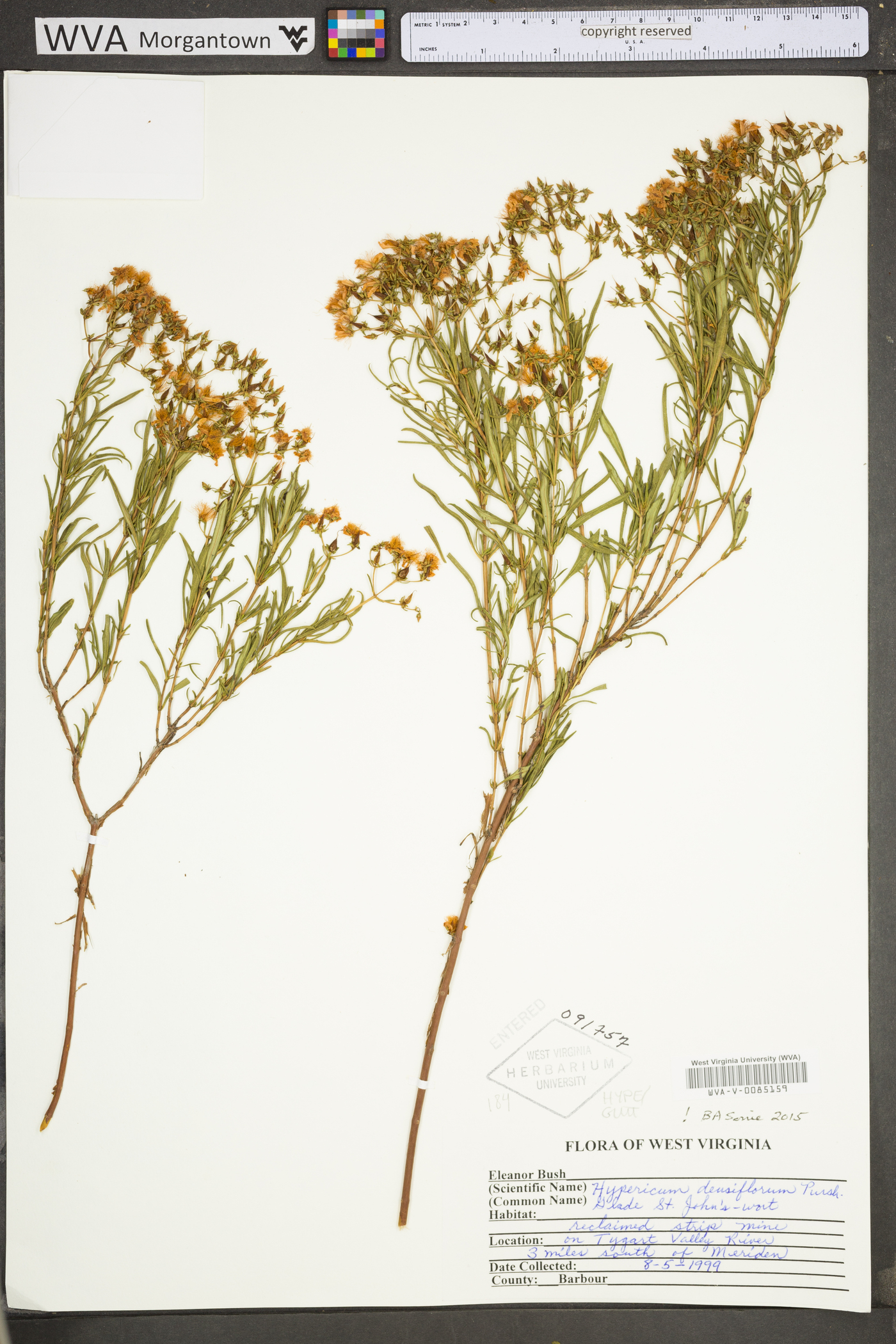 Hypericum densiflorum image