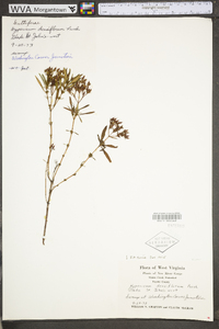 Hypericum densiflorum image