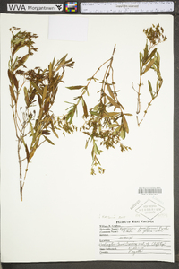 Hypericum densiflorum image