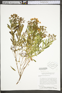 Hypericum densiflorum image