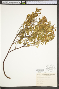 Hypericum densiflorum image