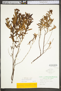 Hypericum densiflorum image