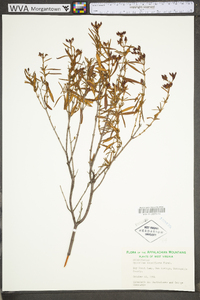 Hypericum densiflorum image