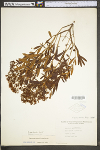 Hypericum densiflorum image