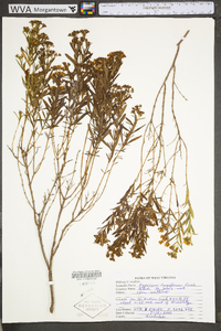 Hypericum densiflorum image