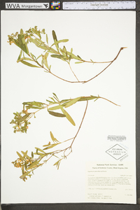 Hypericum densiflorum image