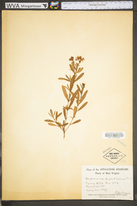 Hypericum densiflorum image