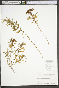 Hypericum densiflorum image