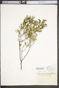 Hypericum densiflorum image