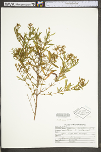 Hypericum densiflorum image