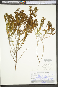 Hypericum densiflorum image