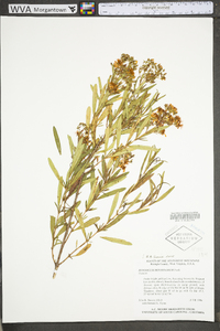 Hypericum densiflorum image