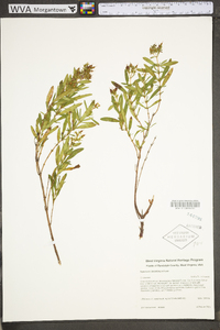 Hypericum densiflorum image