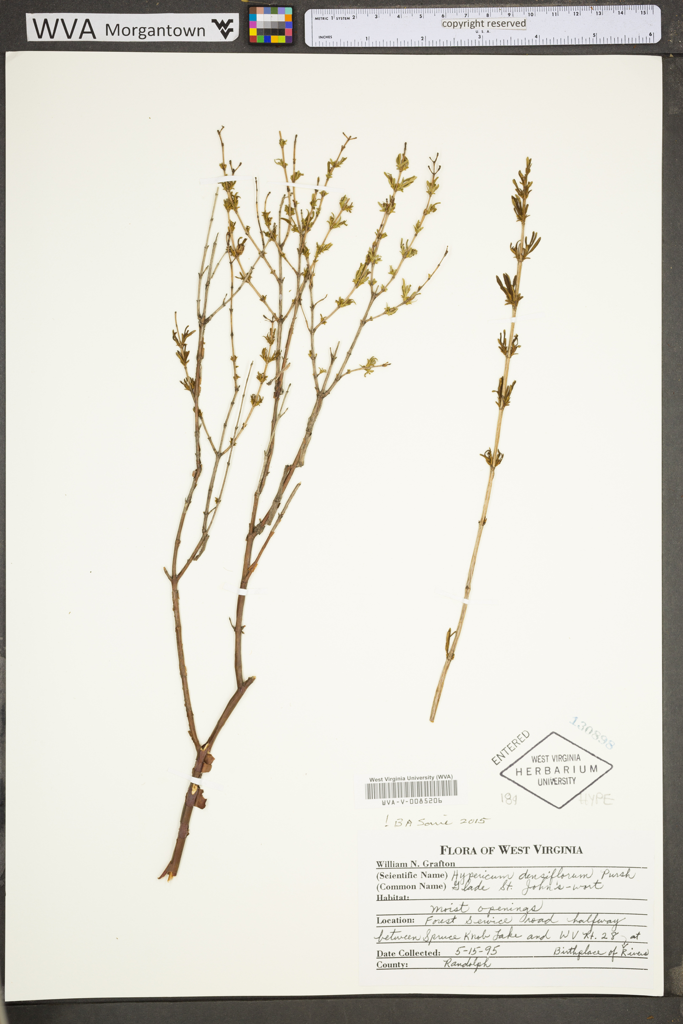 Hypericum densiflorum image