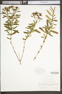 Hypericum densiflorum image