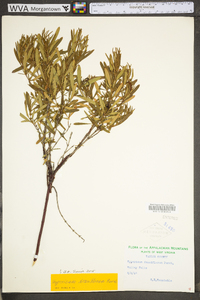 Hypericum densiflorum image