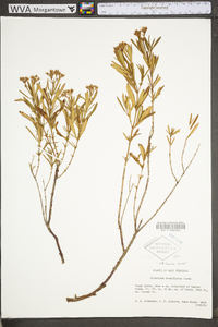 Hypericum densiflorum image