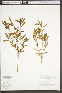 Hypericum densiflorum image