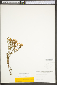 Hypericum densiflorum image