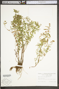 Hypericum dissimulatum image