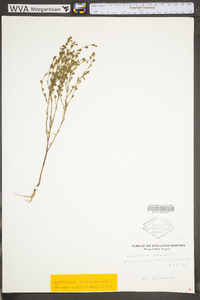 Hypericum drummondii image