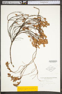 Hypericum hypericoides subsp. multicaule image