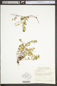 Hypericum hypericoides subsp. multicaule image