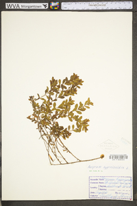 Hypericum hypericoides subsp. multicaule image