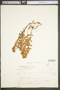 Hypericum hypericoides subsp. multicaule image