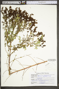 Hypericum perforatum image