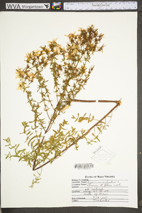 Hypericum perforatum image