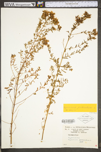 Hypericum perforatum image