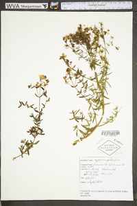 Hypericum perforatum image
