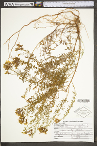Hypericum perforatum image
