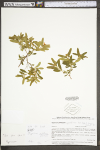 Hypericum prolificum image